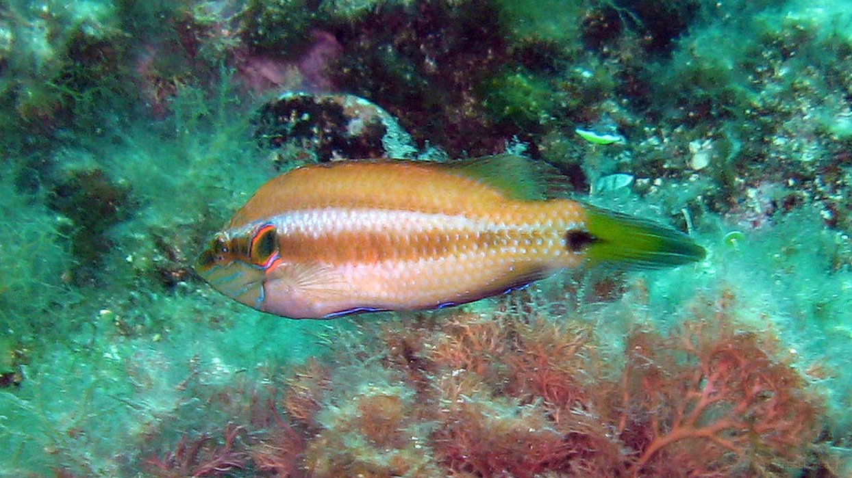 220 Crénilabre ocellé (Symphodus ocellatus).JPG - Crénilabre ocellé (Symphodus ocellatus) : Tache verdâtre entourée de rouge sur l'opercule. Tache noire au milieu du pédoncule caudal